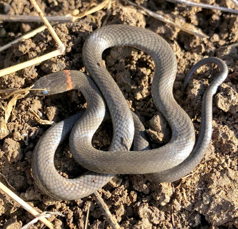 San Diego Ring-necked Snake (Diadophis punctatus similis)