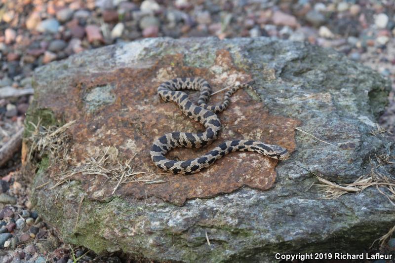 Eastern Foxsnake (Pantherophis gloydi)