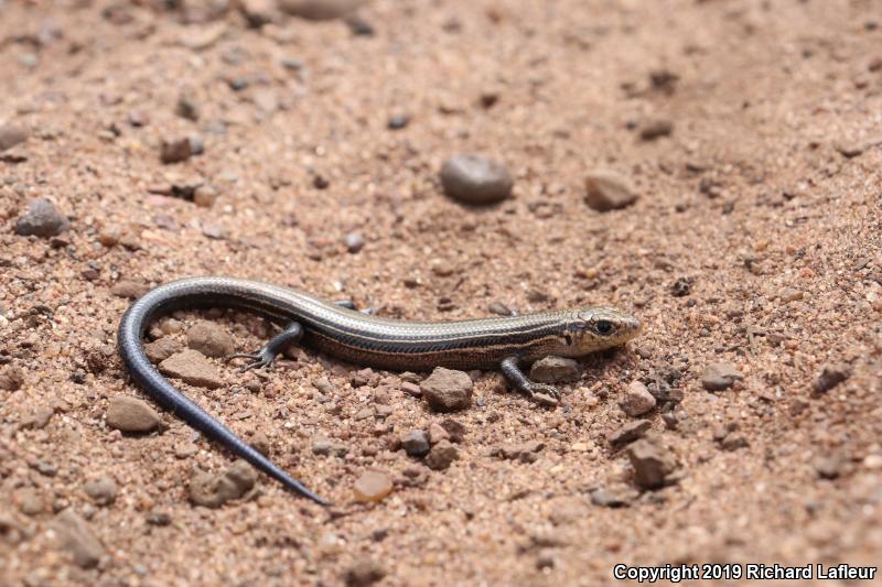 Northern Prairie Skink (Plestiodon septentrionalis)