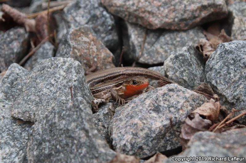 Northern Prairie Skink (Plestiodon septentrionalis)