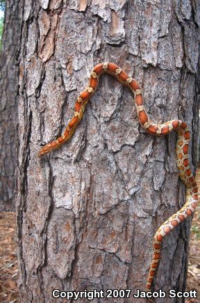 Corn Snake (Pantherophis guttatus guttatus)