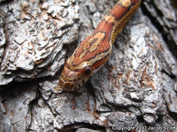 Corn Snake (Pantherophis guttatus guttatus)