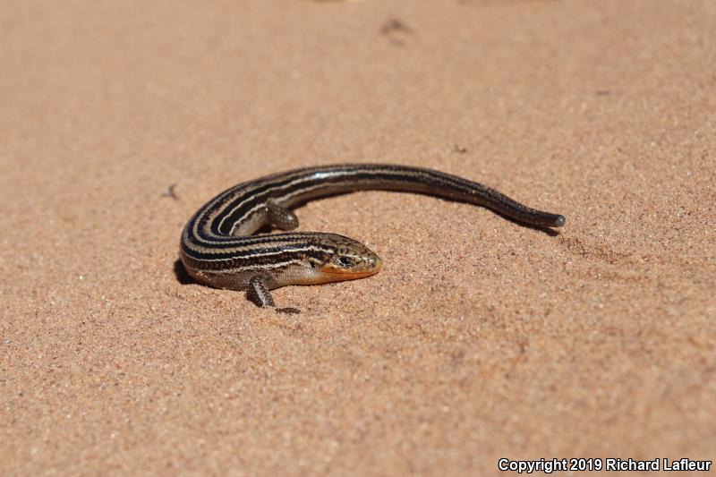 Northern Prairie Skink (Plestiodon septentrionalis)