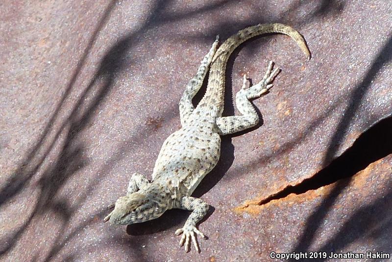 Nevada Side-blotched Lizard (Uta stansburiana nevadensis)