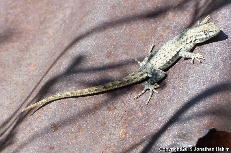 Nevada Side-blotched Lizard (Uta stansburiana nevadensis)