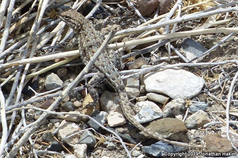 Nevada Side-blotched Lizard (Uta stansburiana nevadensis)