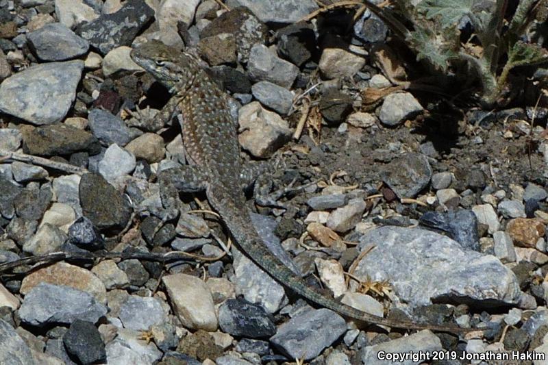 Nevada Side-blotched Lizard (Uta stansburiana nevadensis)