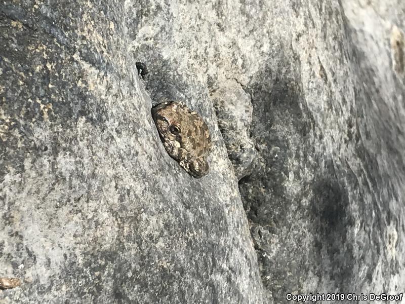 California Treefrog (Pseudacris cadaverina)