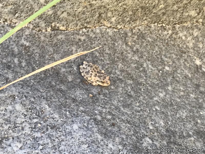 California Treefrog (Pseudacris cadaverina)