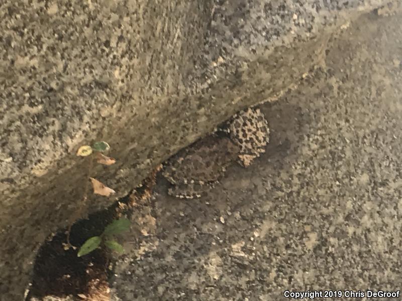 California Treefrog (Pseudacris cadaverina)