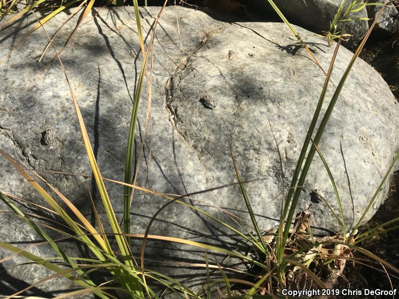 California Treefrog (Pseudacris cadaverina)