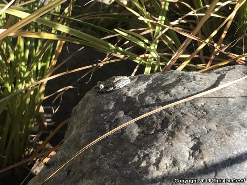 California Treefrog (Pseudacris cadaverina)