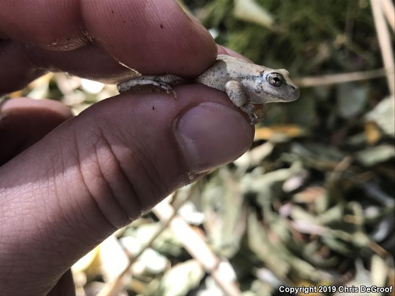 California Treefrog (Pseudacris cadaverina)