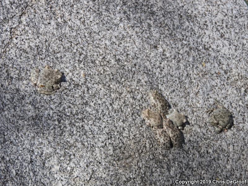 California Treefrog (Pseudacris cadaverina)