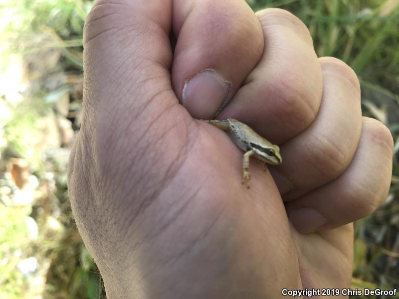 Baja California Treefrog (Pseudacris hypochondriaca)