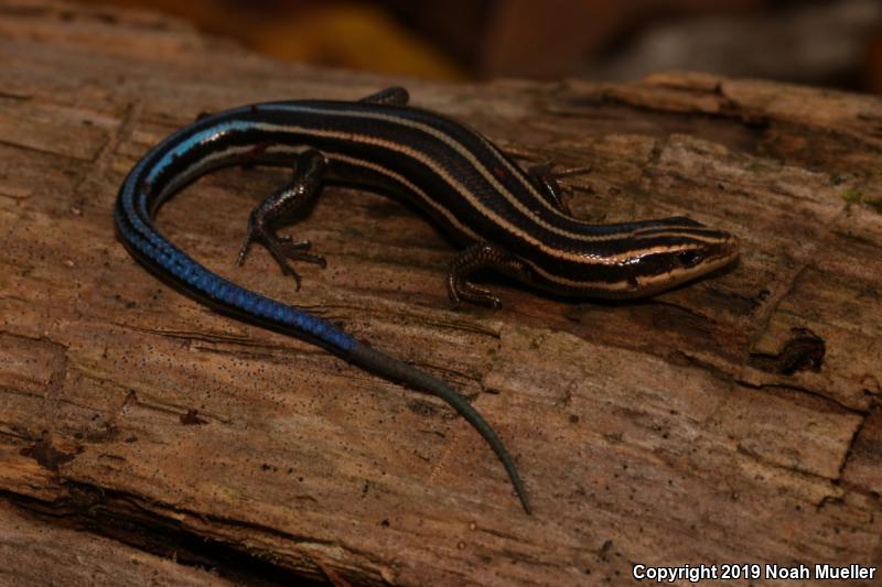 Five-lined Skink (Plestiodon fasciatus)