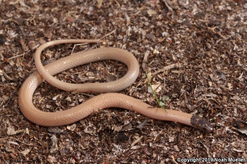 Central Florida Crowned Snake (Tantilla relicta neilli)