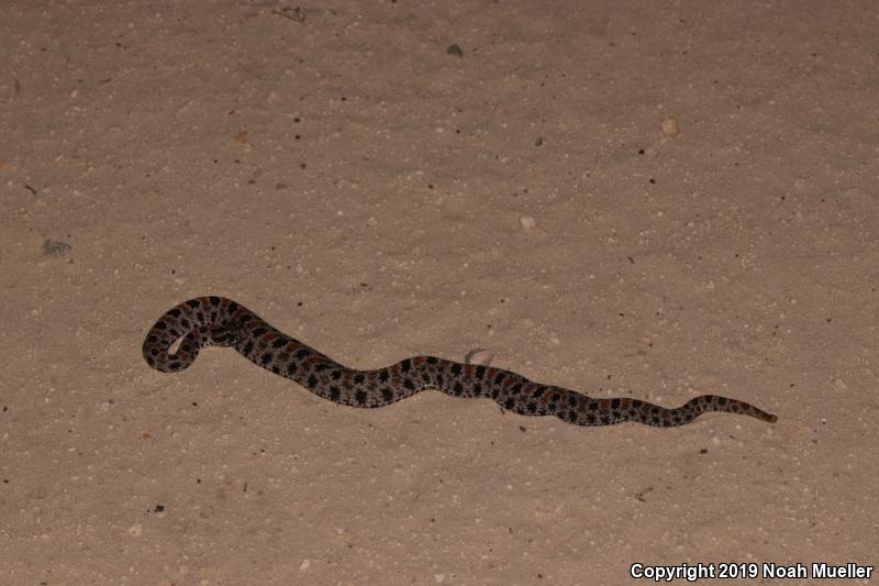 Dusky Pigmy Rattlesnake (Sistrurus miliarius barbouri)