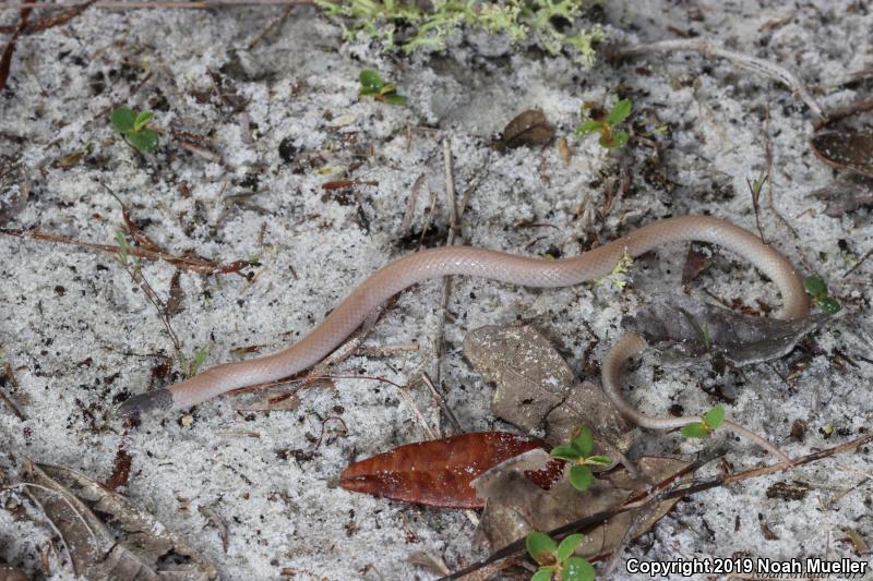 Central Florida Crowned Snake (Tantilla relicta neilli)