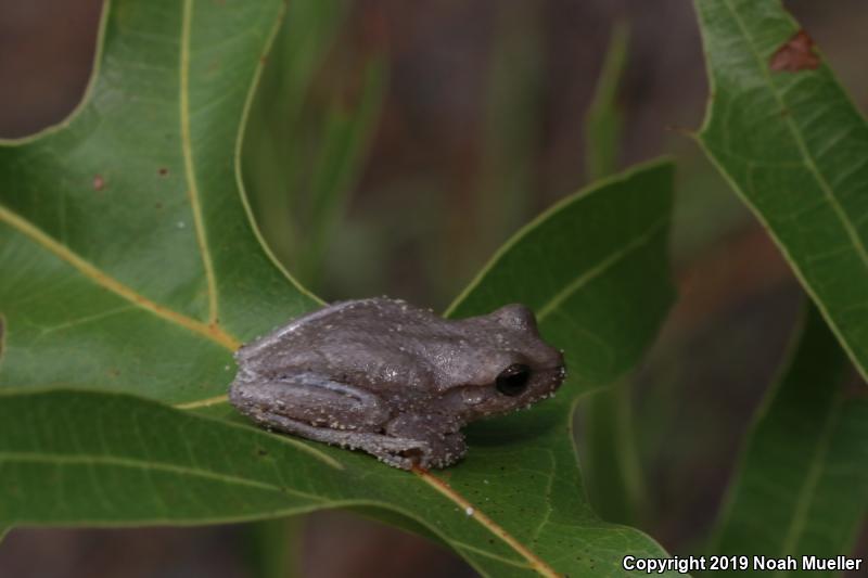 Squirrel Treefrog (Hyla squirella)