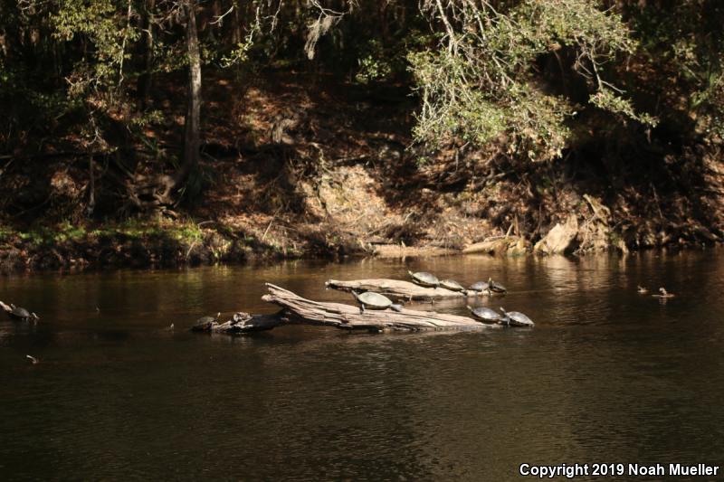 Suwannee Cooter (Pseudemys suwanniensis)