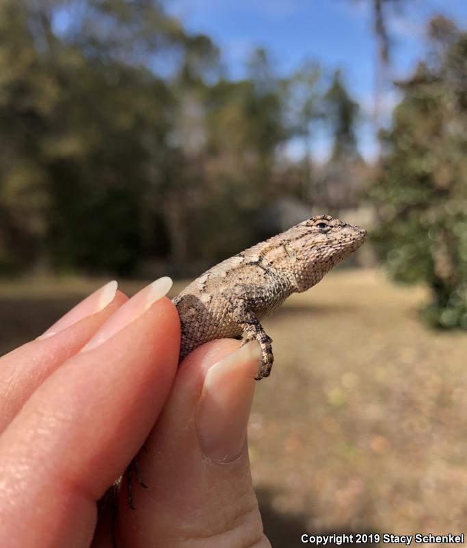 Eastern Fence Lizard (Sceloporus undulatus)