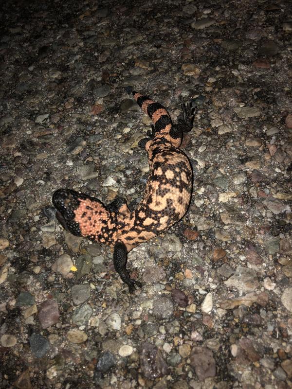 Gila Monster (Heloderma suspectum)