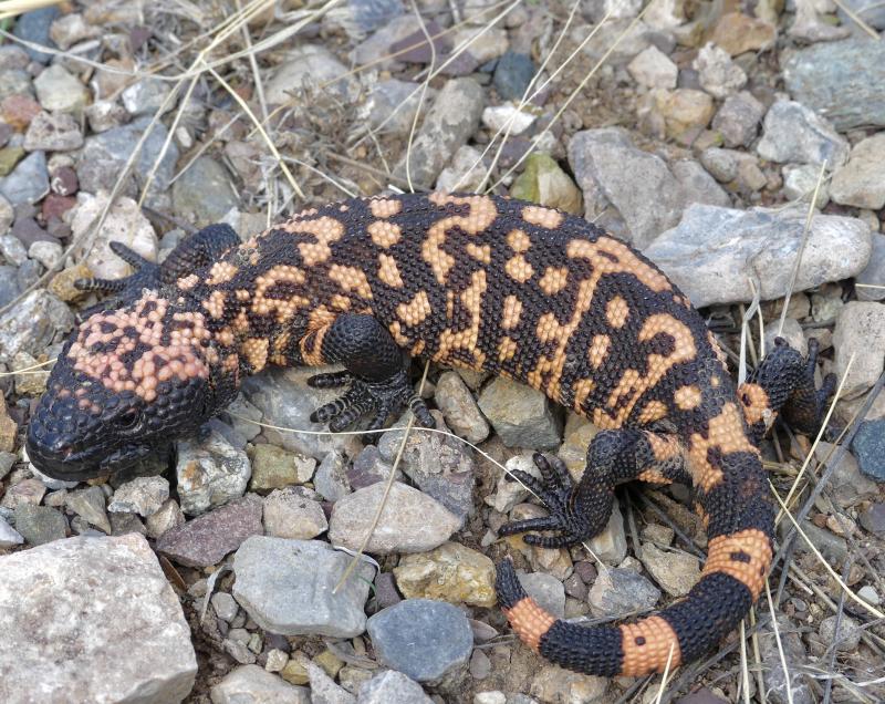 Gila Monster (Heloderma suspectum)