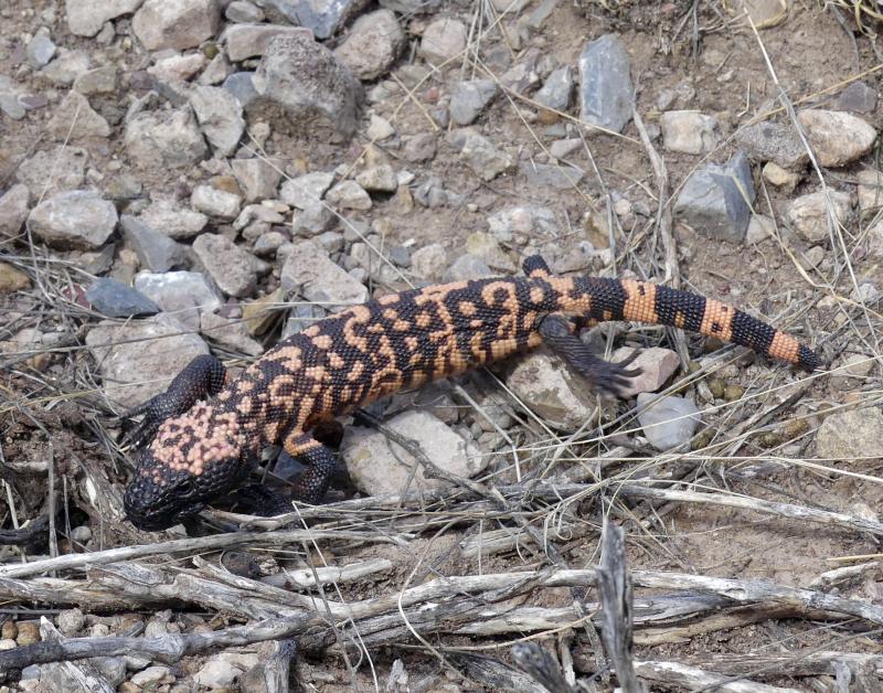 Gila Monster (Heloderma suspectum)