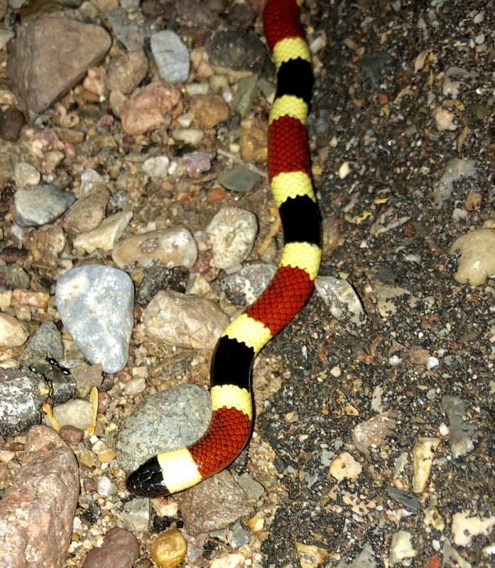 Arizona Coralsnake (Micruroides euryxanthus euryxanthus)