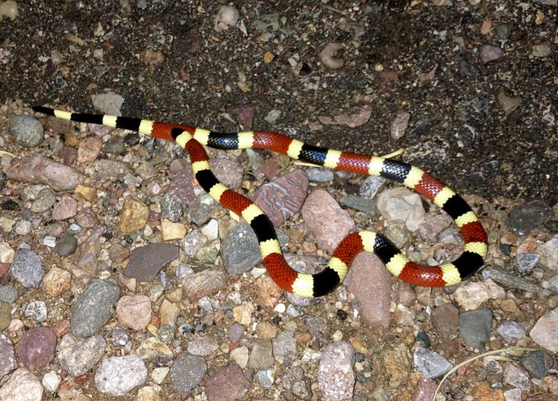 Arizona Coralsnake (Micruroides euryxanthus euryxanthus)