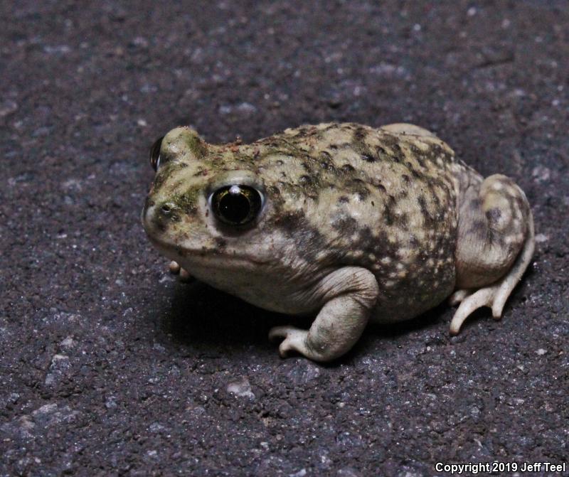 Couch's Spadefoot (Scaphiopus couchii)