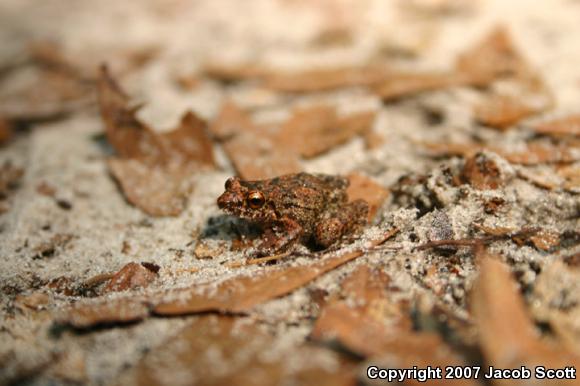 Greenhouse Frog (Eleutherodactylus planirostris)