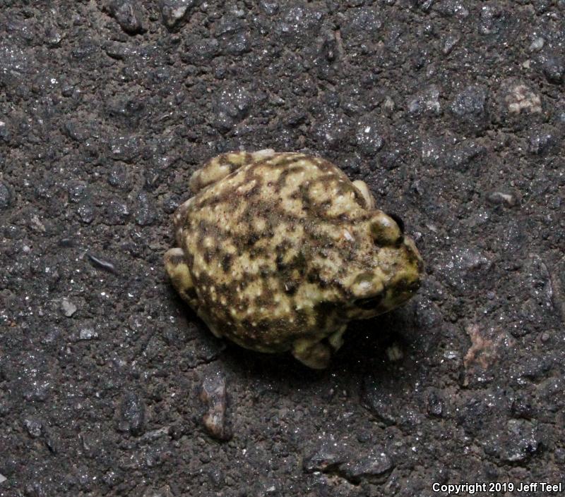 Couch's Spadefoot (Scaphiopus couchii)