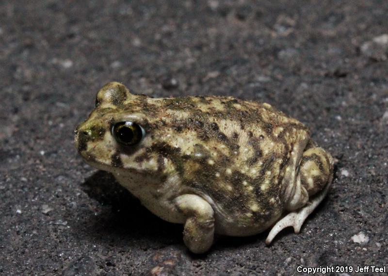 Couch's Spadefoot (Scaphiopus couchii)