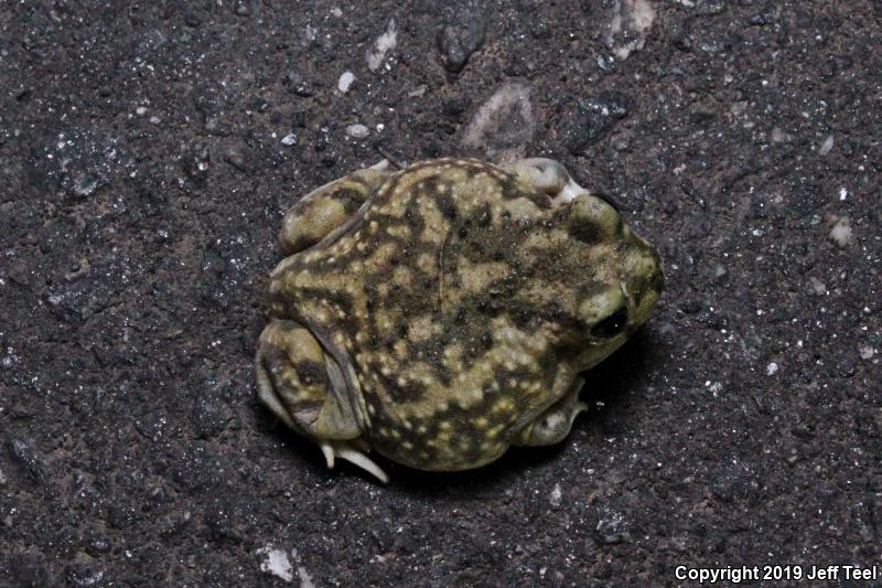 Couch's Spadefoot (Scaphiopus couchii)