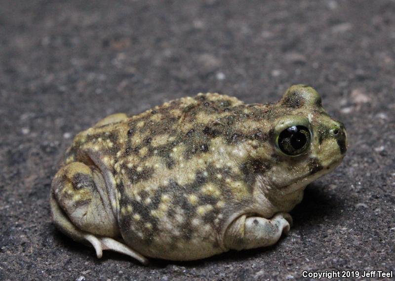 Couch's Spadefoot (Scaphiopus couchii)