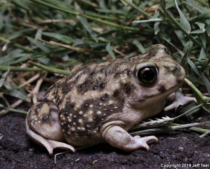 Couch's Spadefoot (Scaphiopus couchii)