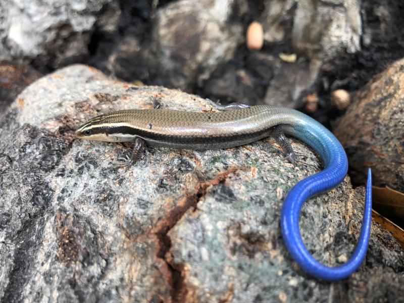 Mountain Skink (Plestiodon callicephalus)