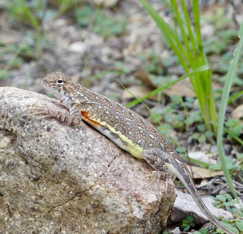 Elegant Earless Lizard (Holbrookia elegans)