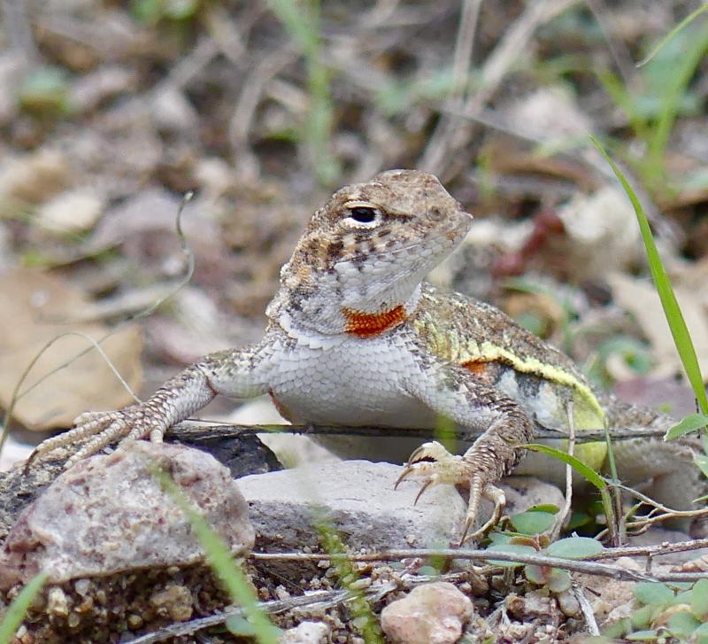 Elegant Earless Lizard (Holbrookia elegans)