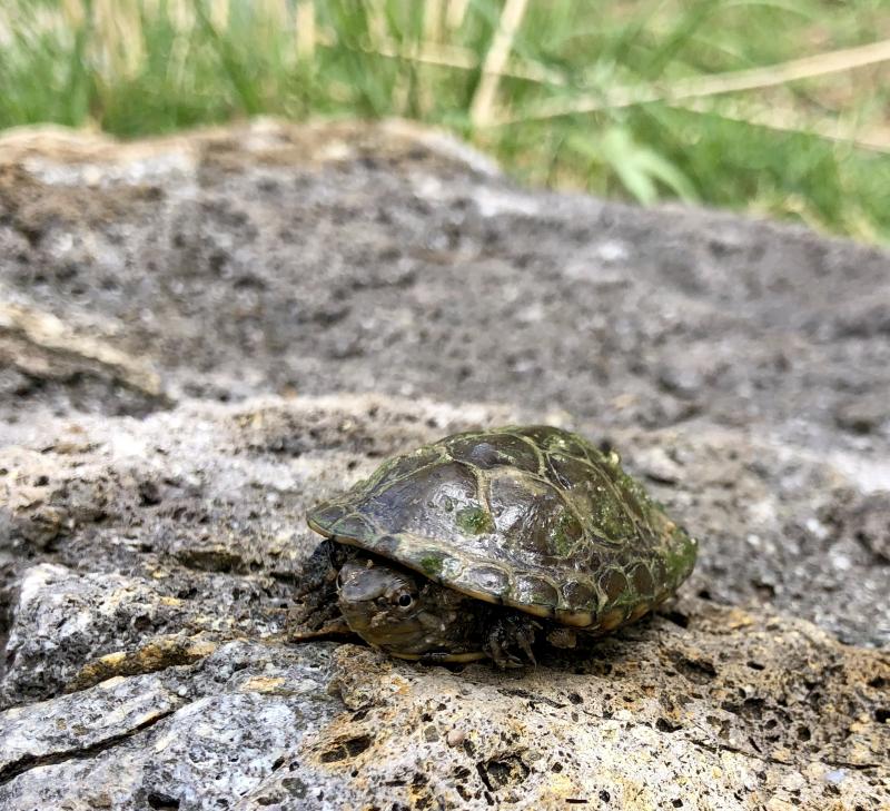 Sonoran Mud Turtle (Kinosternon sonoriense)