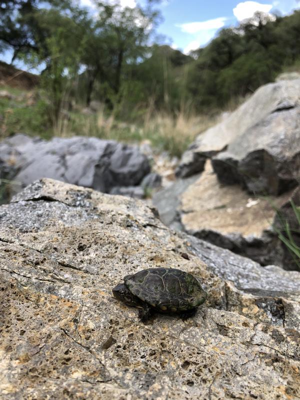 Sonoran Mud Turtle (Kinosternon sonoriense)