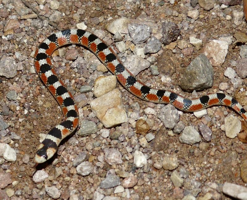 Thornscrub Hook-nosed Snake (Gyalopion quadrangulare)