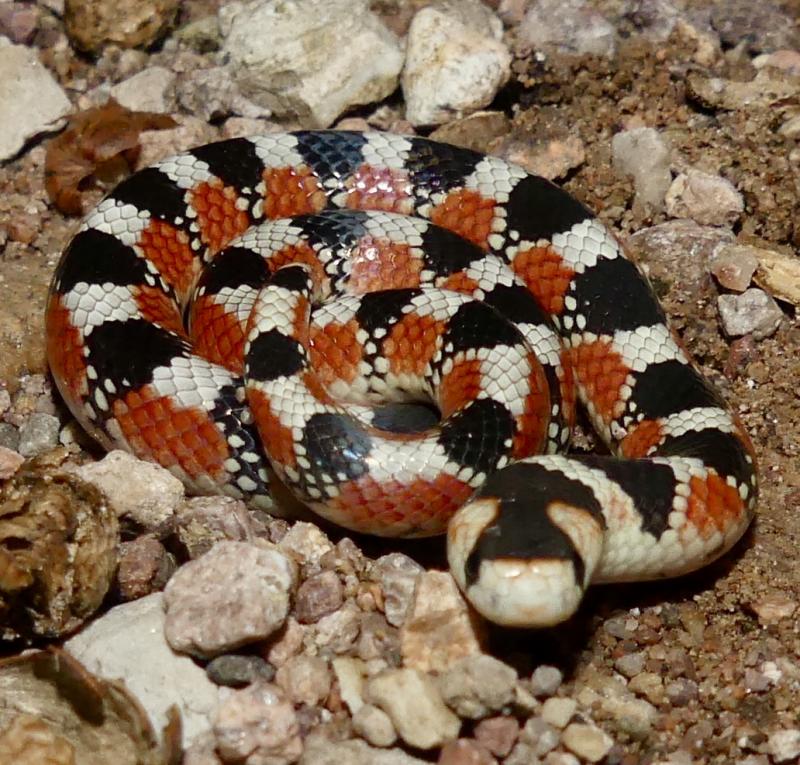 Thornscrub Hook-nosed Snake (Gyalopion quadrangulare)