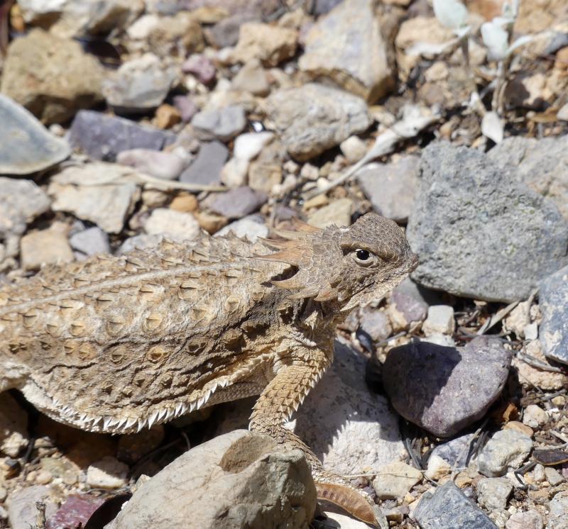 Regal Horned Lizard (Phrynosoma solare)