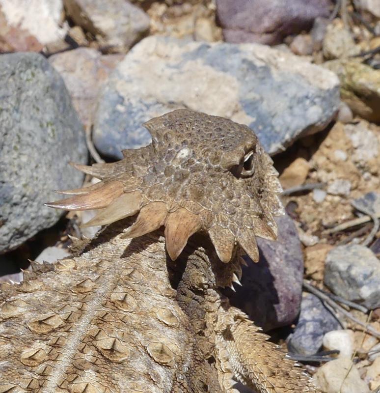 Regal Horned Lizard (Phrynosoma solare)