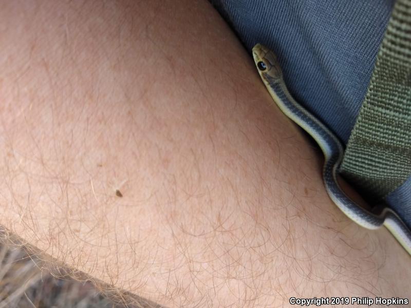 Coast Patch-nosed Snake (Salvadora hexalepis virgultea)