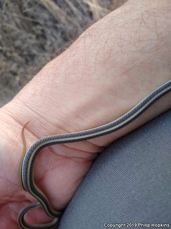 Coast Patch-nosed Snake (Salvadora hexalepis virgultea)