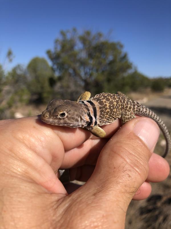 Eastern Collared Lizard (Crotaphytus collaris)